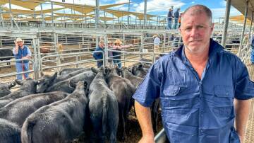 Anthony Martin, Woodlands, Arthurville, purchased 14, 260kg, Waitara and Tivoli-blood, Angus steers for $1300 a head on account of Technotill Farming, Bringa Plains, Collie. Picture by Elka Devney