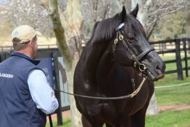 An Australian icon on the racecourse and in the breeding barn, Australian Horse Of The Year and champion Australian sire Lonhro, with groom Dean Griesheimer, on parade at Kelvinside, Aberdeen. Picture by Virginia Harvey 