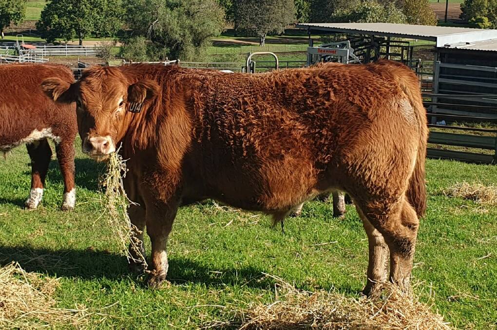 The grand champion carcase at Wingham Beef Week a Limousin steer scoring 94.11 - bred by Col and Lorna McGilchrist and exhibited by St Joseph's College Aberdeen. Picture supplied.