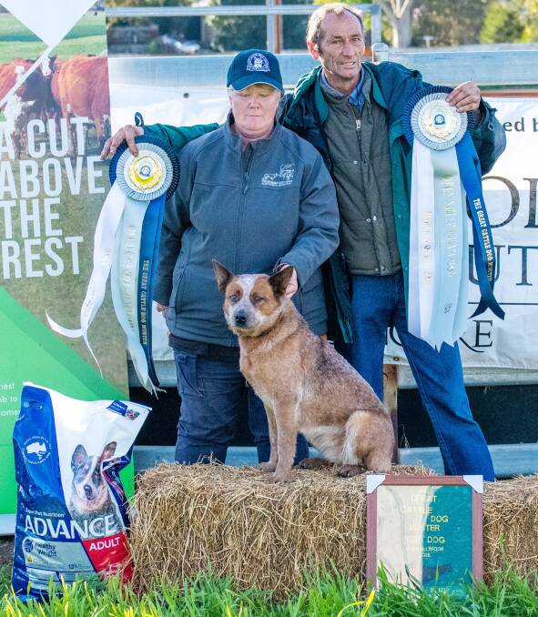 Muswellbrook's Great Cattle Dog Muster set to return in 2023