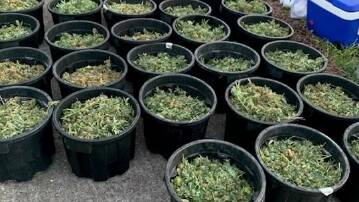 Muswellbrook drugs bust nets $1.5m worth of cannabis